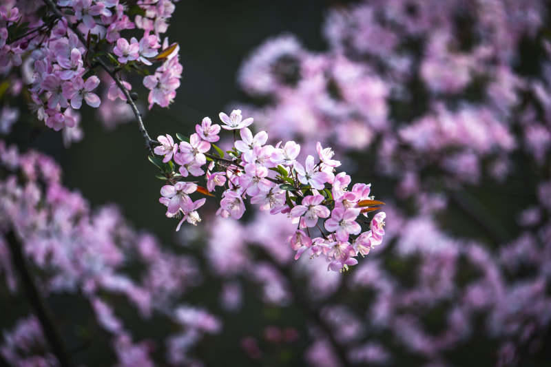 粉樱绽放 春意盎然图片