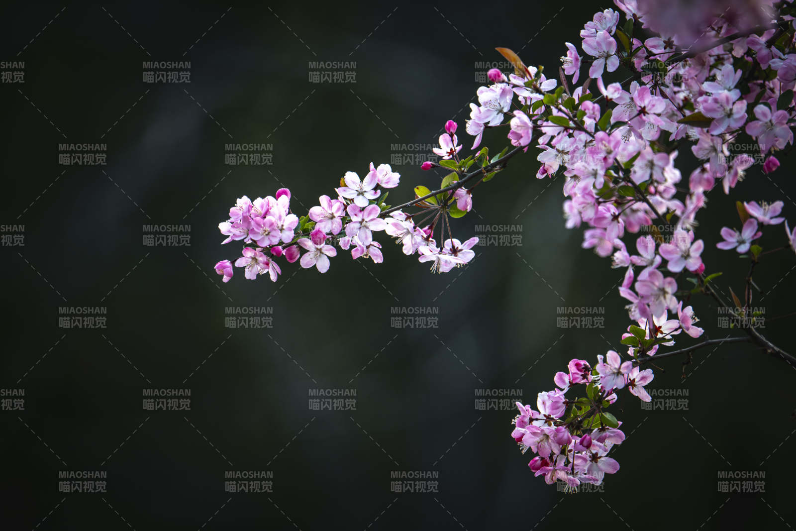 粉樱枝头 春意盎然图片