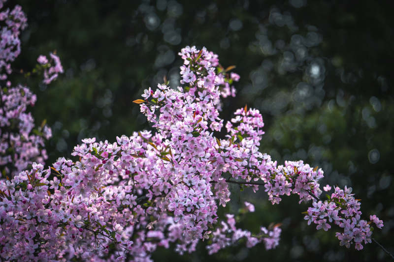 粉花满枝 春意盎然图片