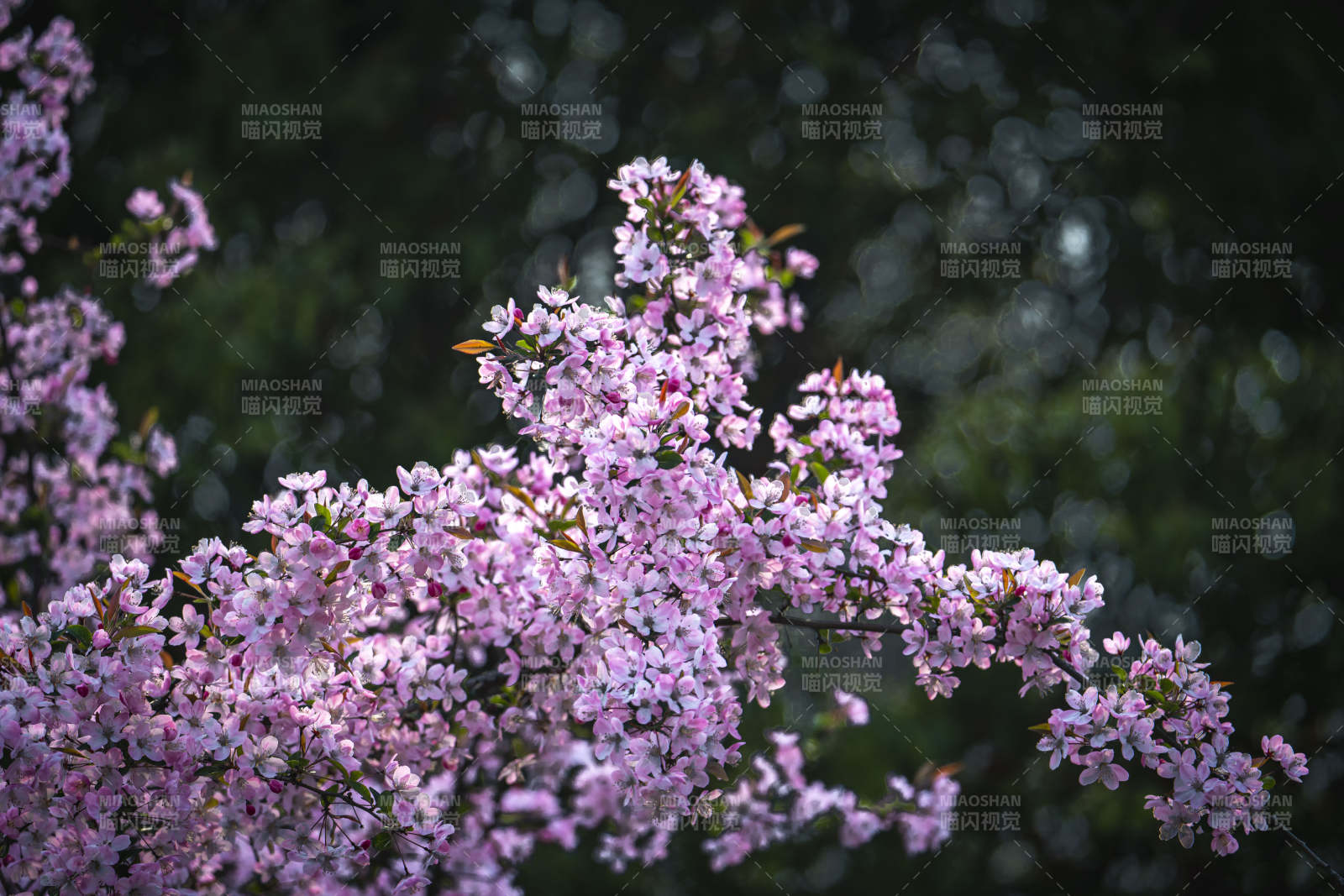 粉花满枝 春意盎然图片