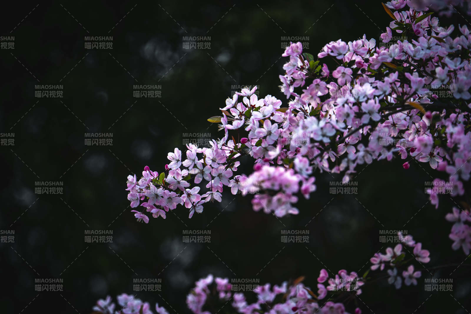 粉花枝头映暗绿图片