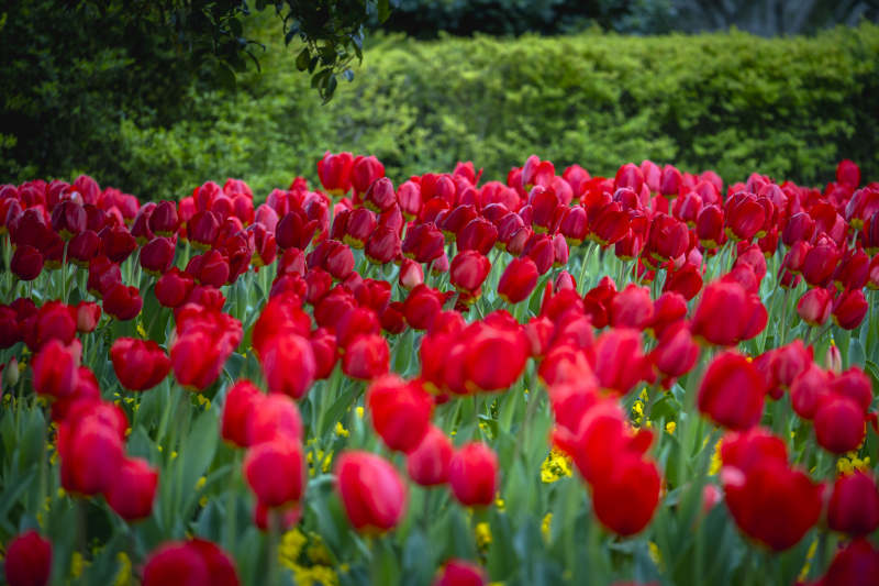 红郁金香花海盛放图片