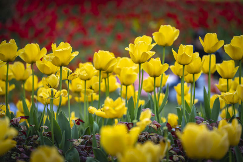 黄花如海 春意盎然图片