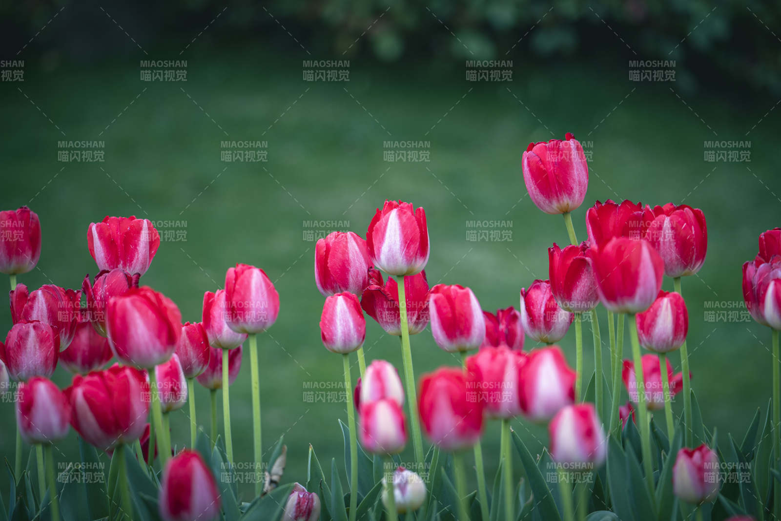 红白郁金香绽放春园图片