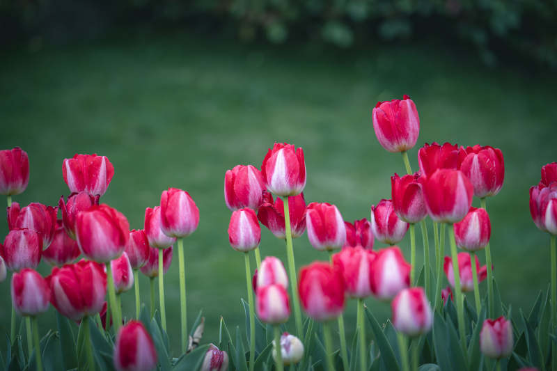 红白郁金香绽放春园图片