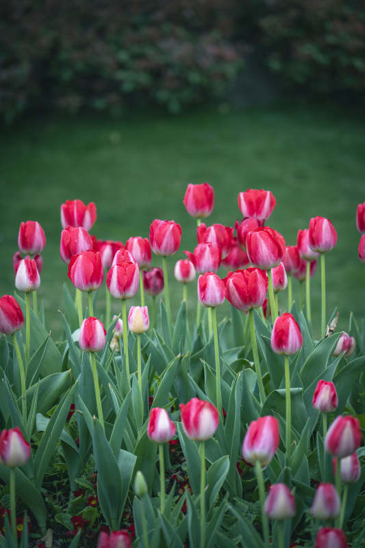 红白郁金香花海绽放图片