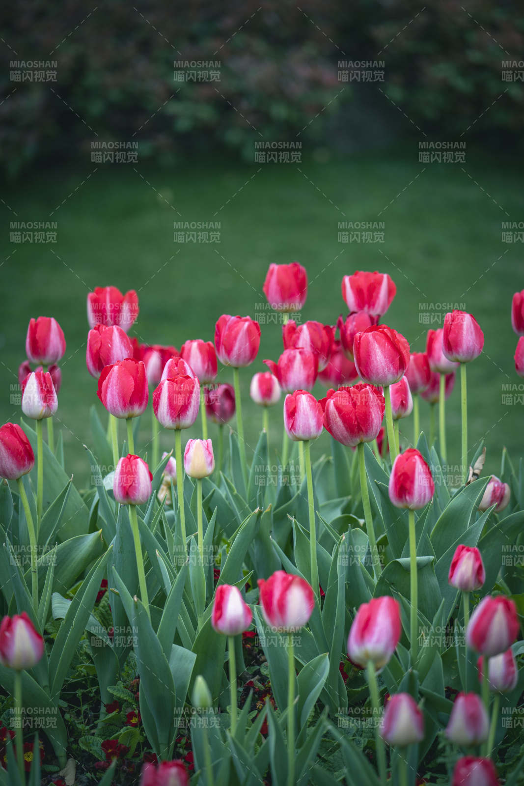 红白郁金香花海绽放图片