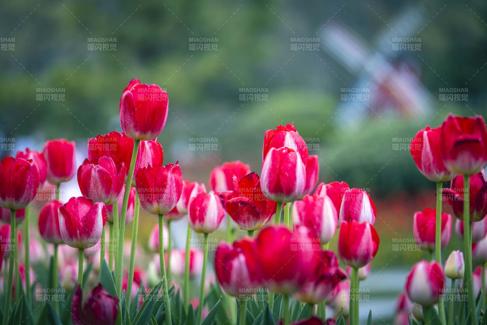 红白郁金香花海风车背景图片