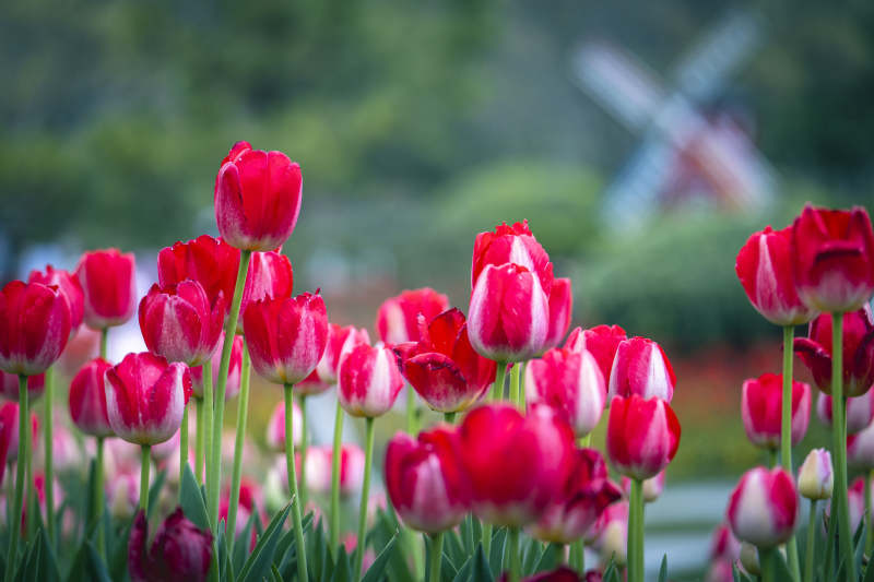 红白郁金香花海风车背景图片