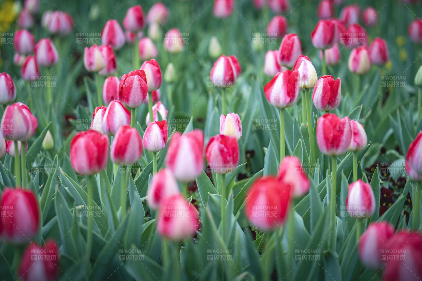 红白郁金香花海绽放图片