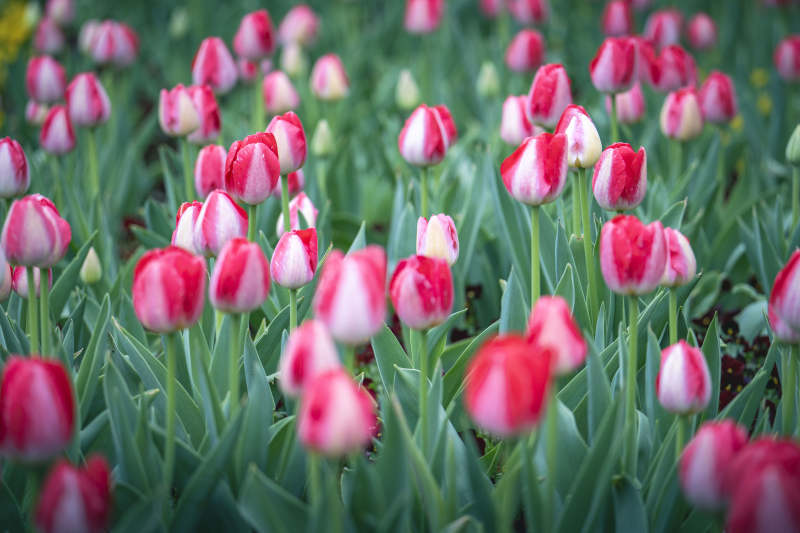 红白郁金香花海绽放图片