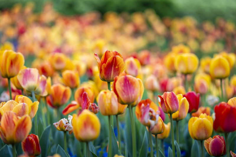 春日花海  tulip 绚烂绽放图片