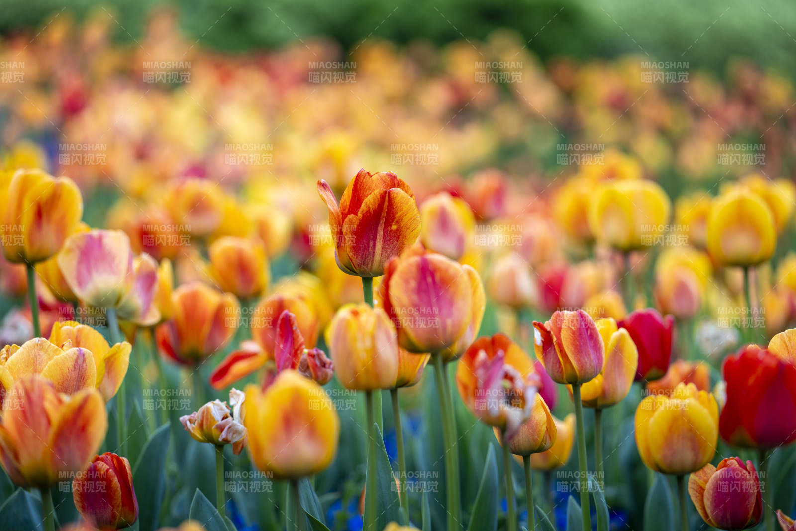 春日花海  tulip 绚烂绽放图片