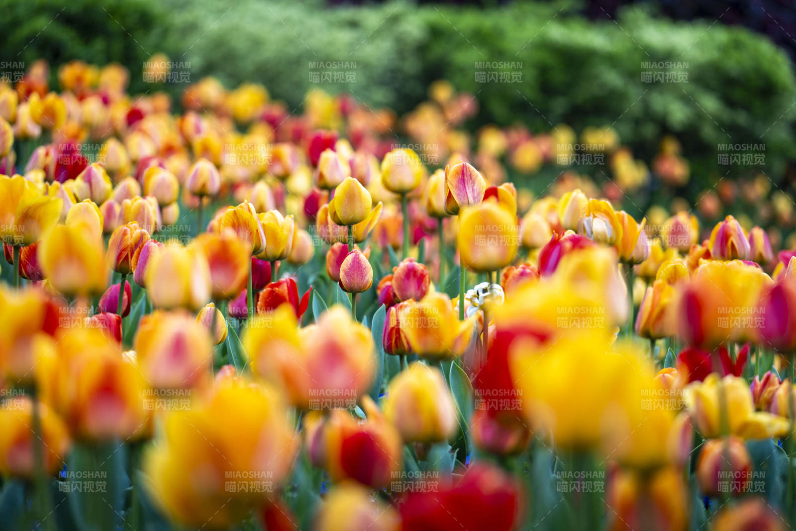 春日花海  tulip 绚烂绽放图片