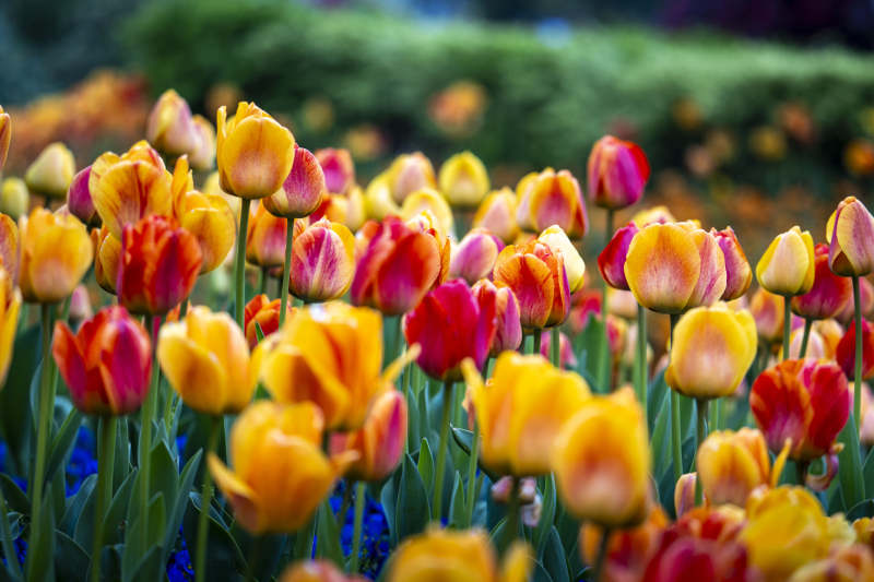 春日郁金香花海绽放图片