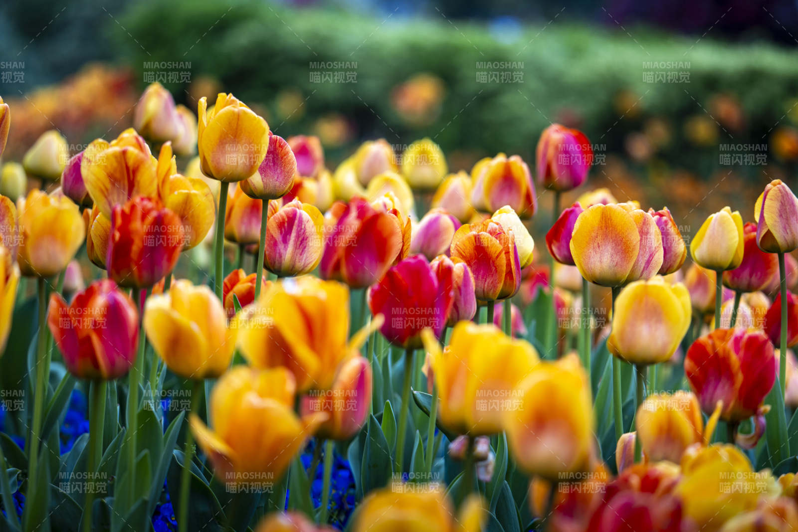 春日郁金香花海绽放图片