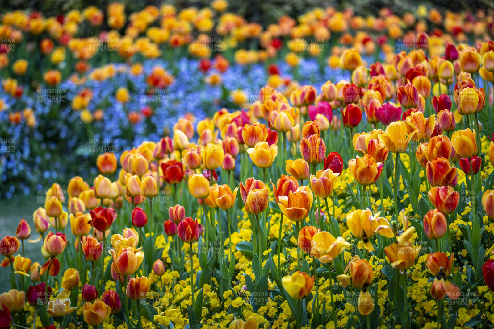 花海绚烂  tulip 盛放如锦图片