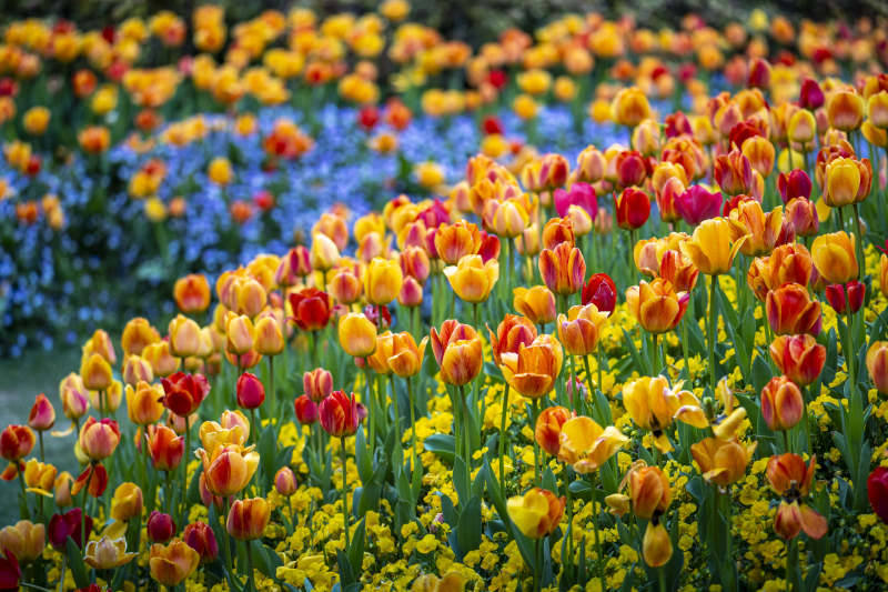 花海绚烂  tulip 盛放如锦图片