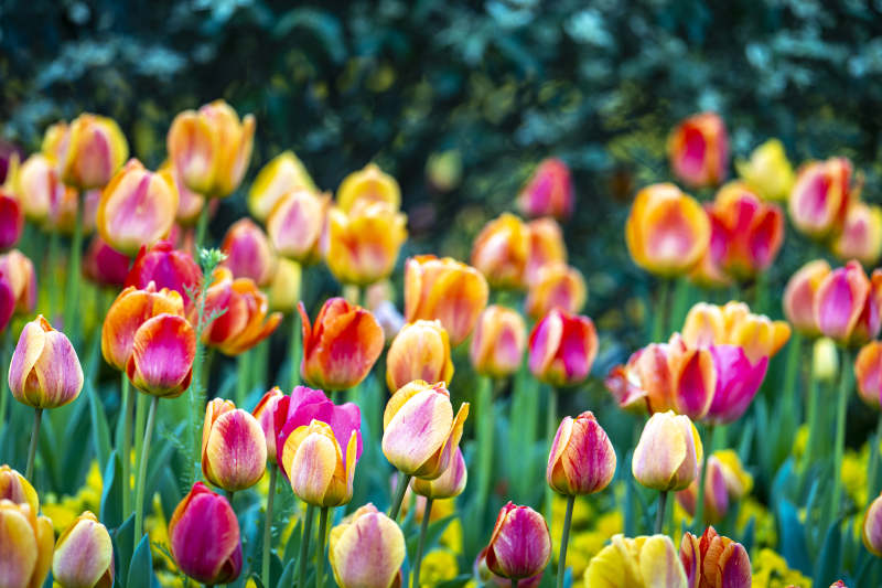 春日郁金香花海绽放图片