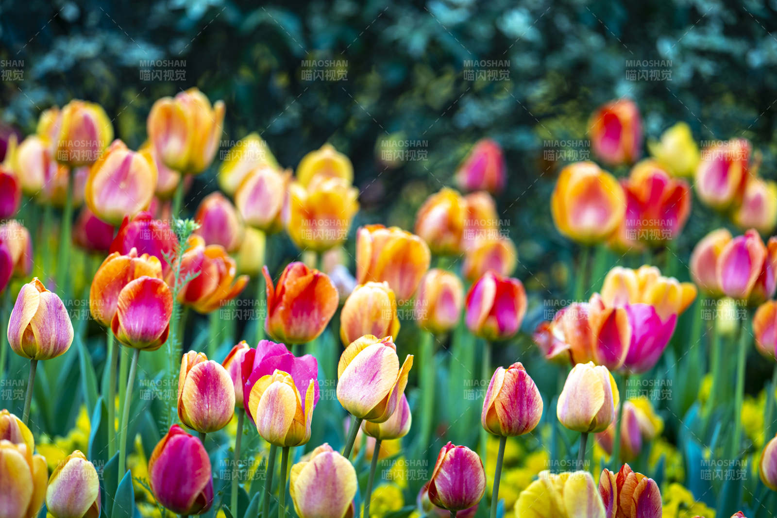 春日郁金香花海绽放图片