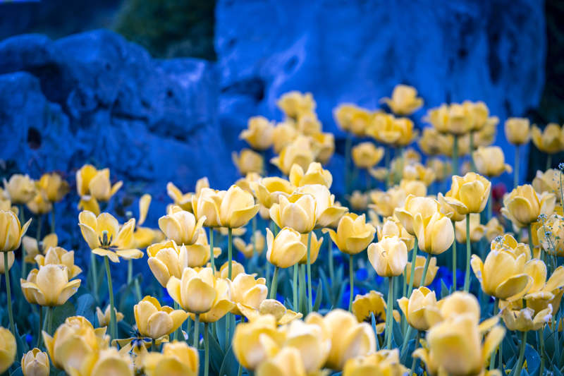 黄郁金香映蓝岩背景图片