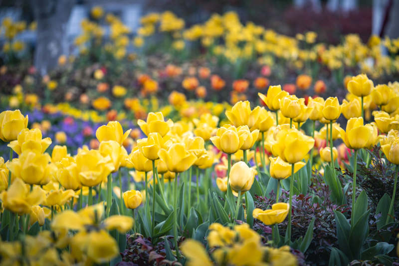 春日花海 金黄郁金香盛放图片