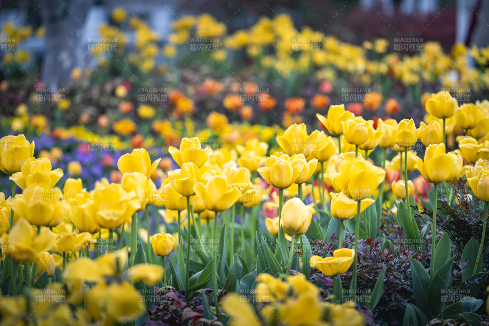 春日花海 金黄郁金香盛放图片