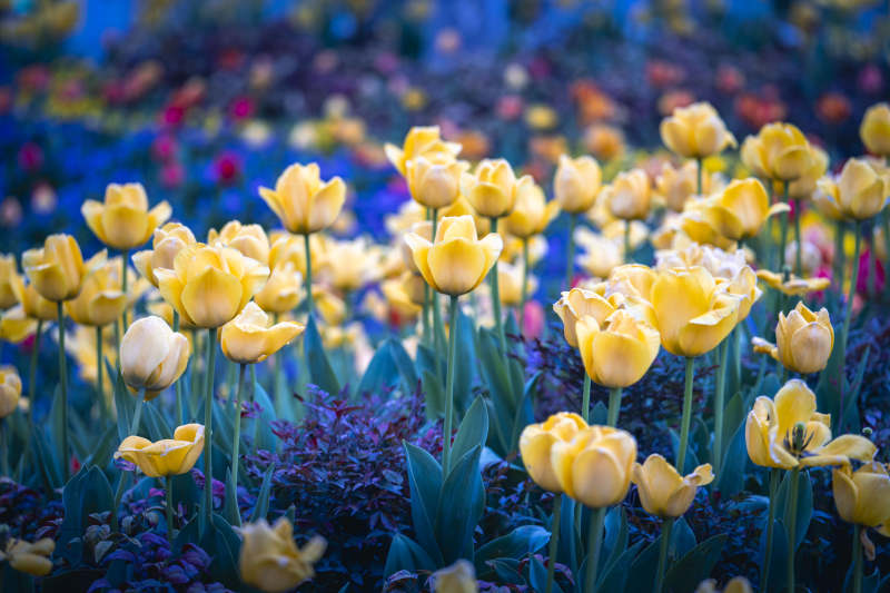 黄花盛放 蓝紫花海如梦图片