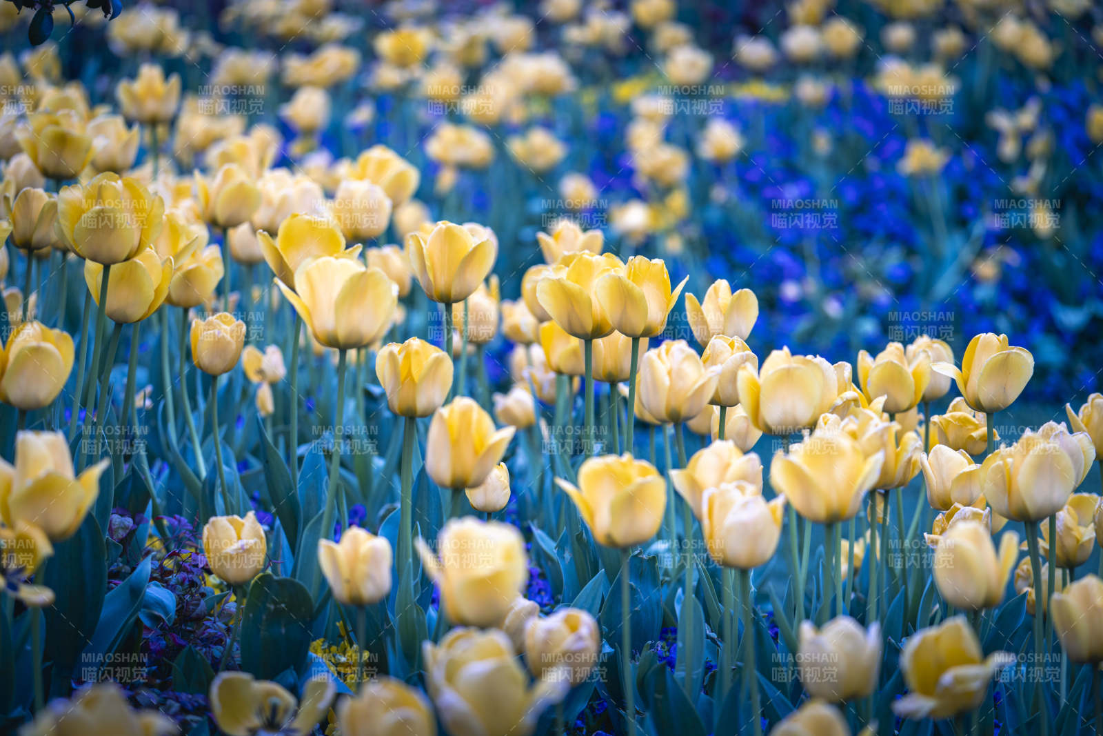 黄蓝花海 梦幻春日景图片