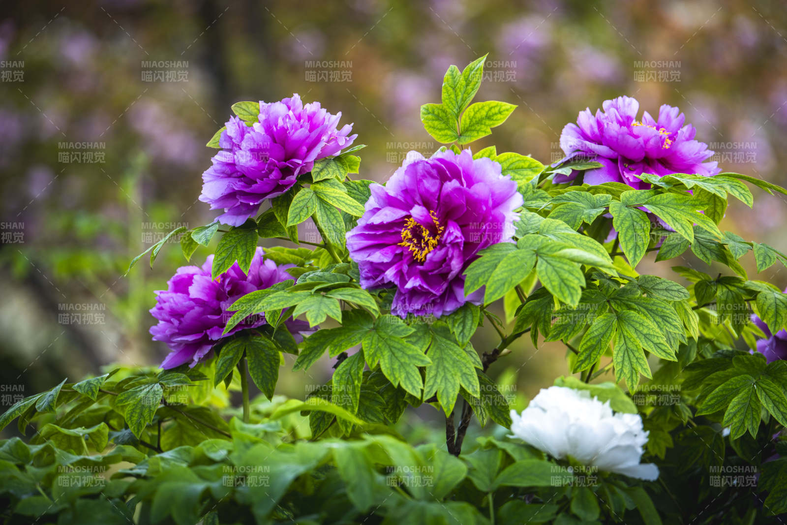 紫牡丹绽放 绿叶映衬美图片