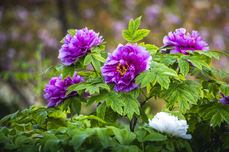 紫牡丹绽放 绿叶映衬美图片