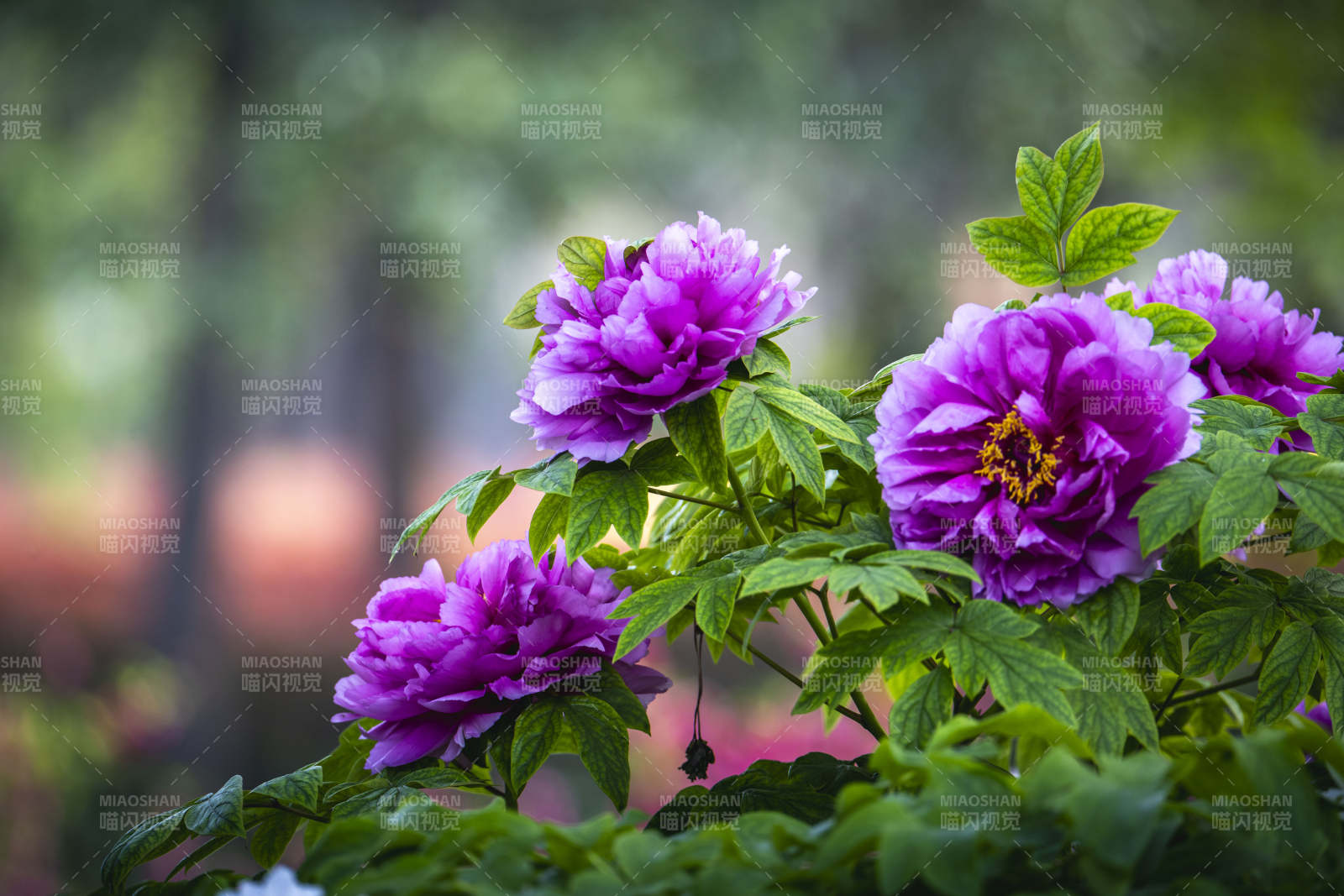 紫牡丹绽放 绿叶映衬美图片