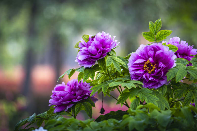 紫牡丹绽放 绿叶映衬美图片