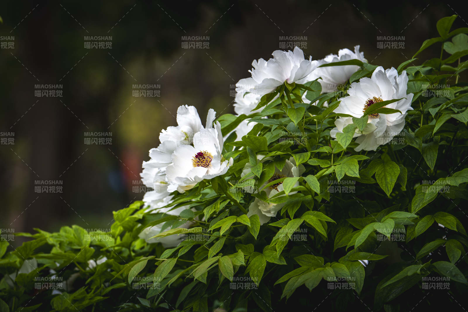 白花绿叶映春光图片