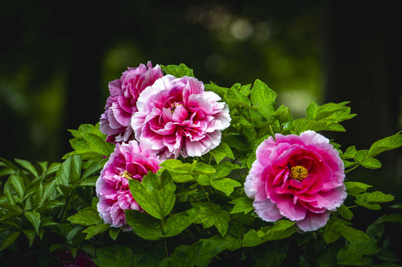 牡丹绽放 粉艳夺目图片