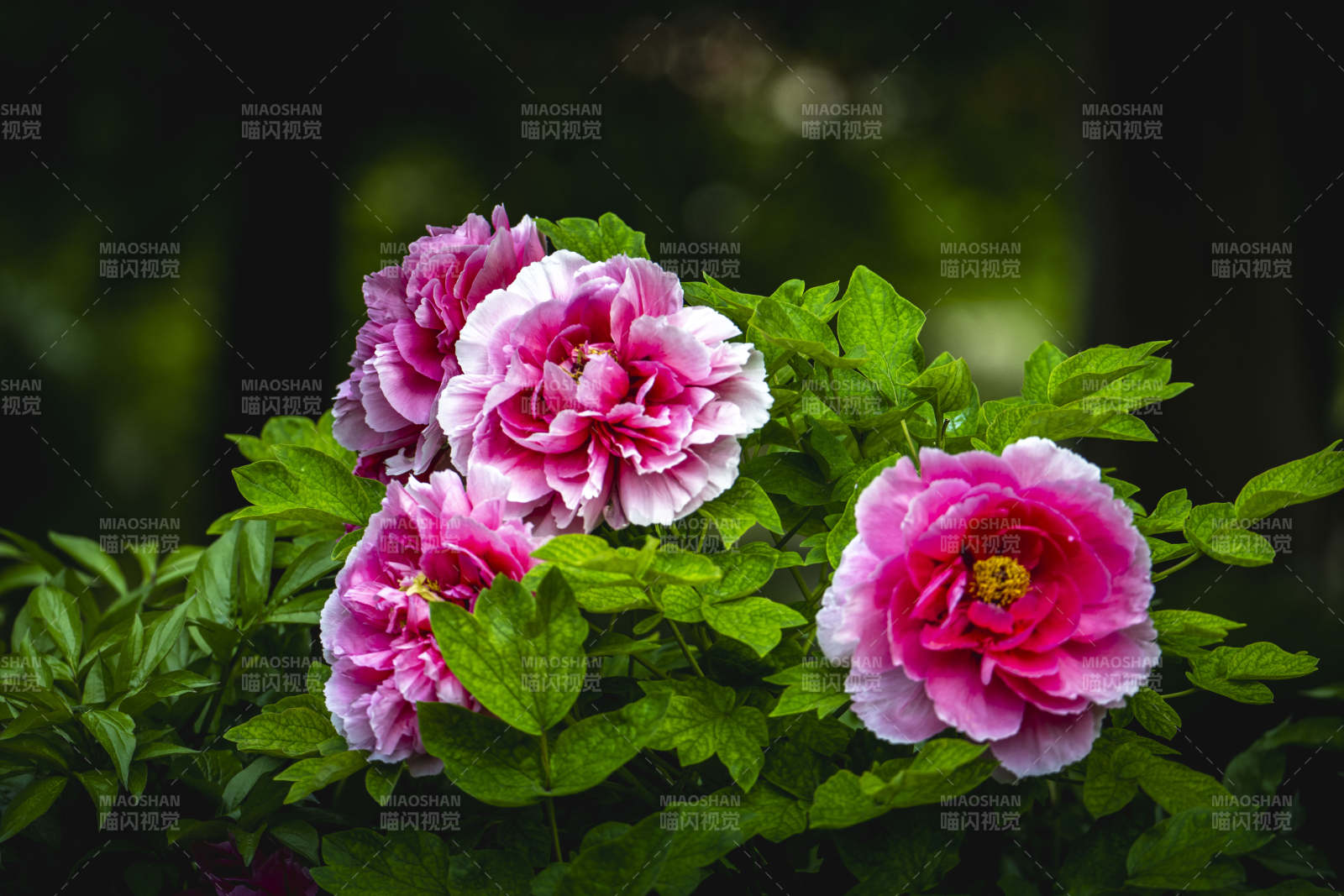 牡丹绽放 粉艳夺目图片