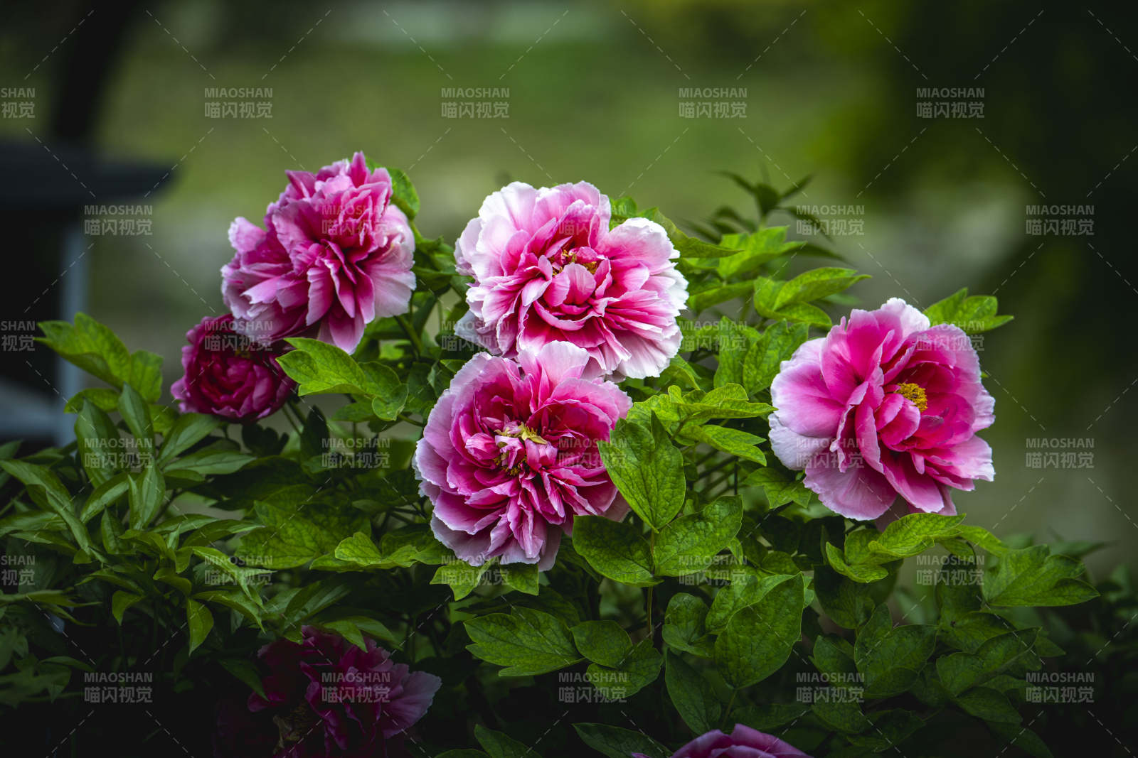 粉牡丹盛放 绿叶衬娇艳图片