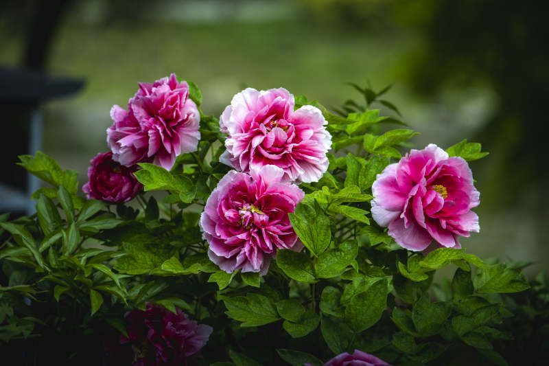 粉牡丹盛放 绿叶衬娇艳图片