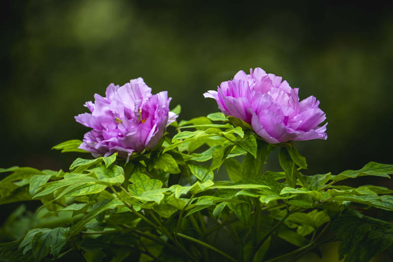 紫牡丹绽放 绿叶映衬美图片