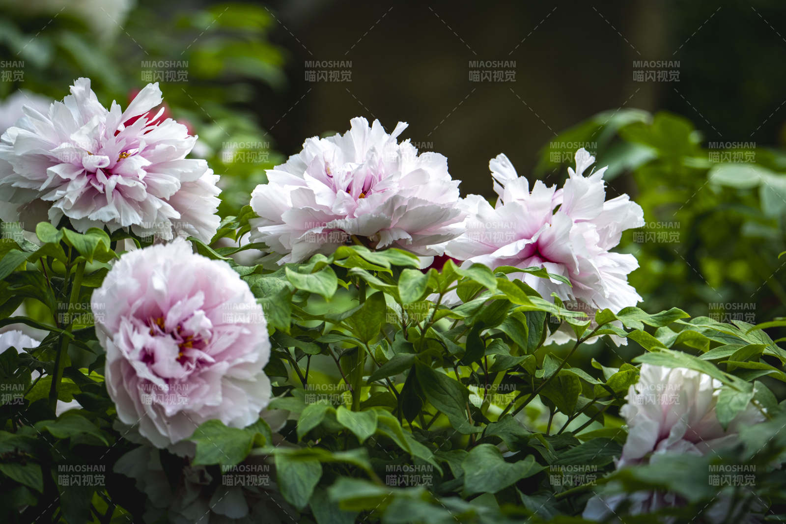 粉白牡丹绽放绿叶间图片