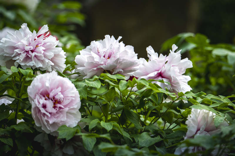 粉白牡丹绽放绿叶间图片