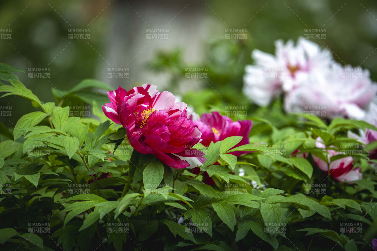 牡丹绽放 粉白相映绿叶间图片