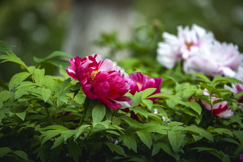 牡丹绽放 粉白相映绿叶间图片