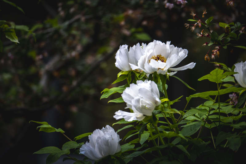 白牡丹绽放 绿叶衬幽香图片