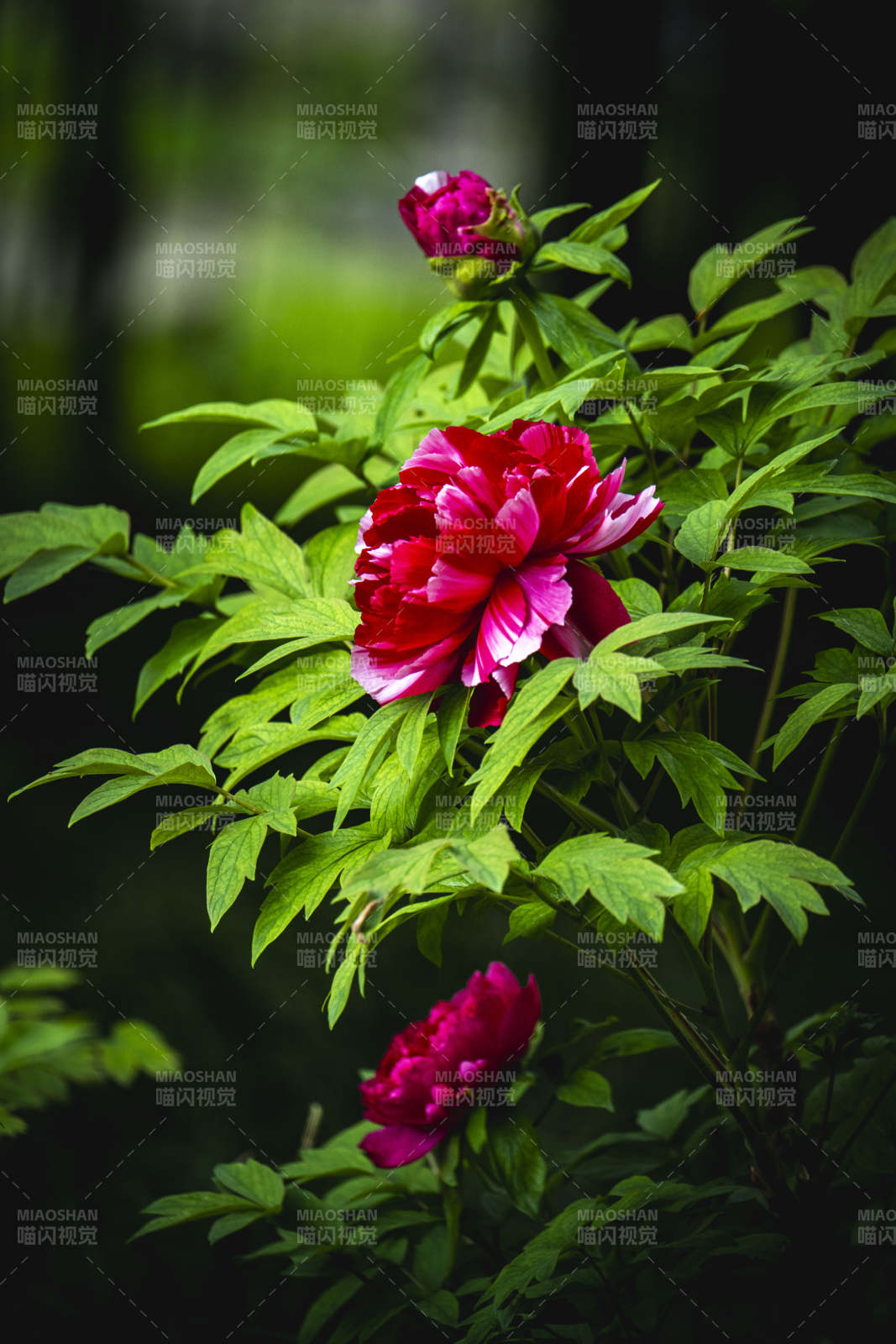 牡丹绽放 绿叶映衬美图片