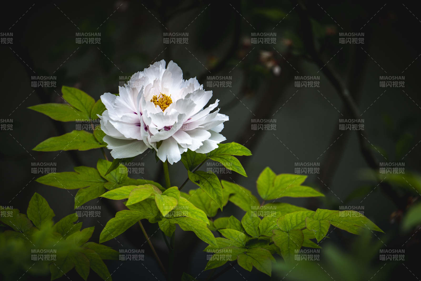 白牡丹绽放 绿叶衬幽香图片