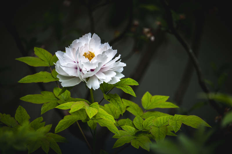 白牡丹绽放 绿叶衬幽香图片