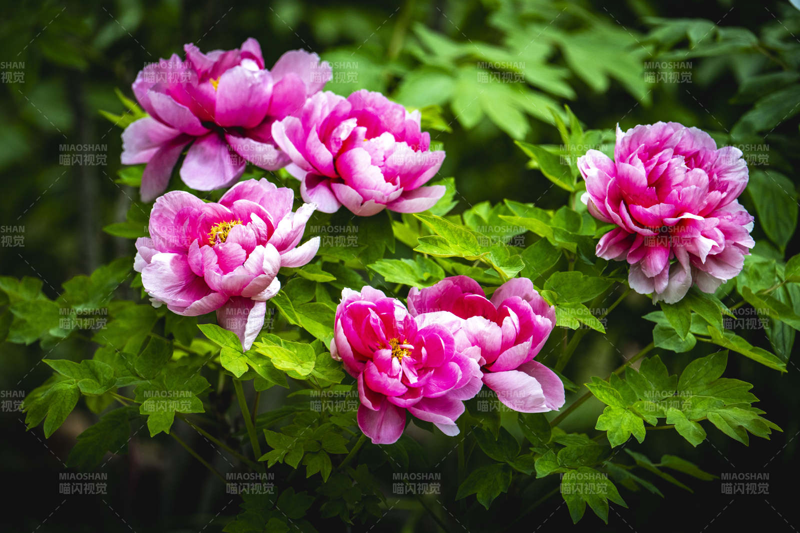 粉牡丹绽放绿叶间图片