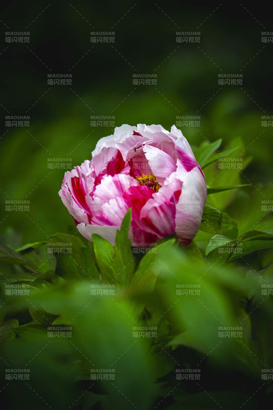 粉白牡丹绽放绿叶间图片