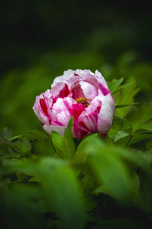 粉白牡丹绽放绿叶间图片